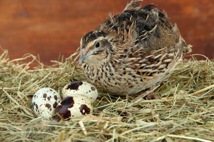 Quail with Eggs