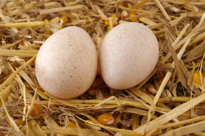 TasteAtlas - Nearly all poultry eggs are edible - from tiny quail eggs to  giant ostrich eggs. Learn about different eggs, their average size, and  their nutritional value.