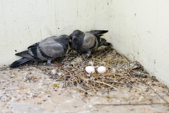 Two Pigeons with Eggs