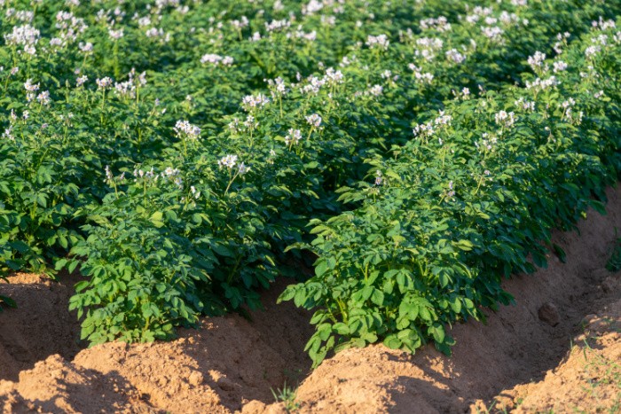 Potato Plants Flowering