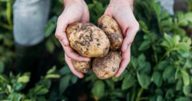 Freshly Dug Potatoes