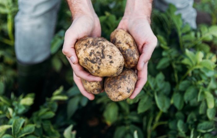 Freshly Dug Potatoes