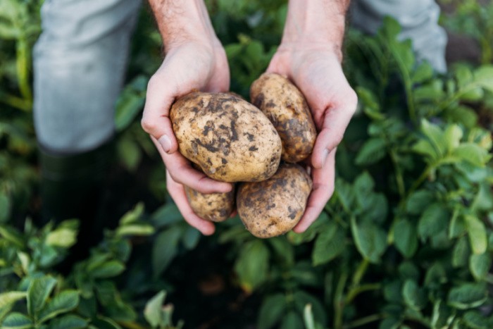 What Every Prepper Should Know About Storing Potatoes