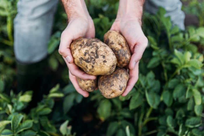 Freshly Dug Potatoes