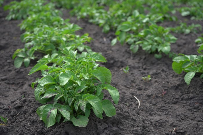 Potato Plants Growing in Rows