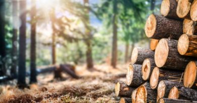 Firewood in Mountains