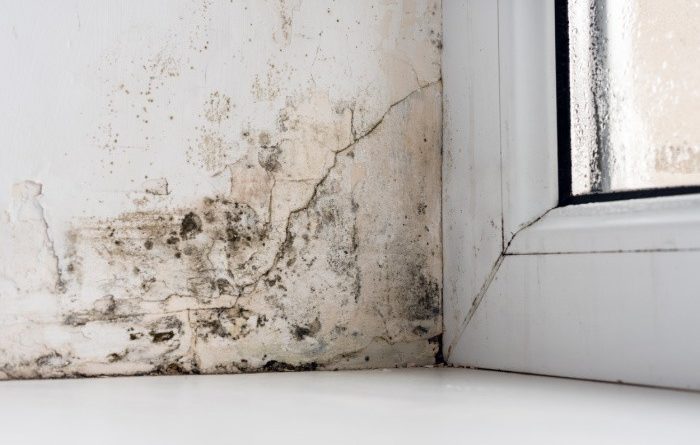 Mold In The Corners of the Windows