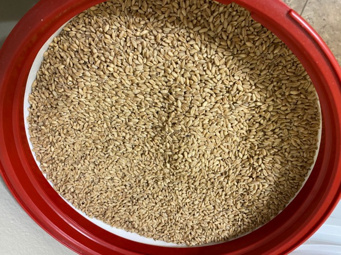 Open Bucket of Wheat