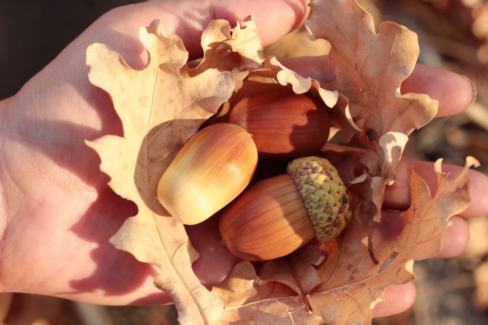 Acorns in a Girls Hand