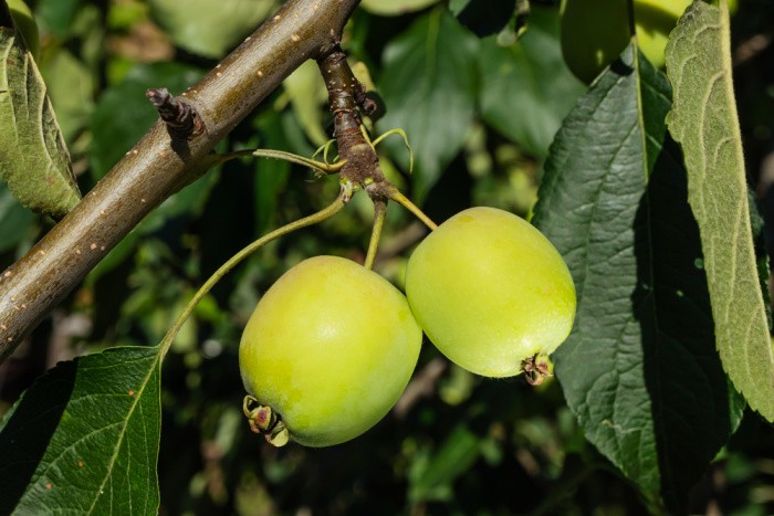 Beechnuts on a Tree