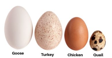 Eggs Goose Turkey Chicken Quail