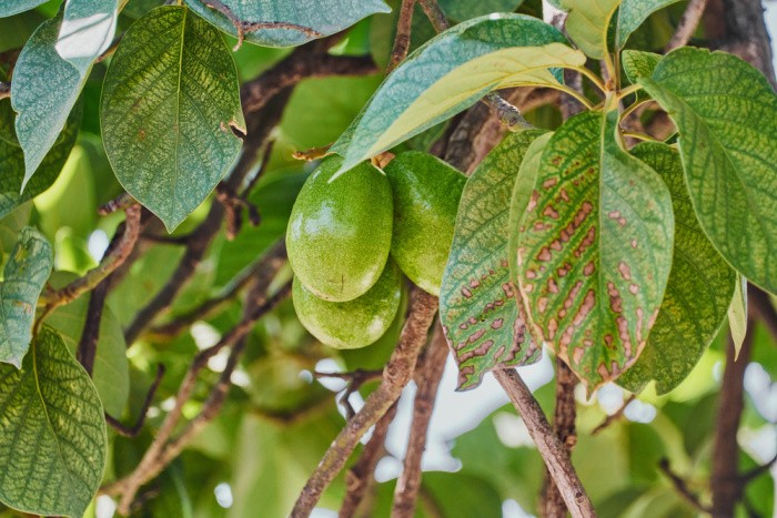 Pecans on a Tree