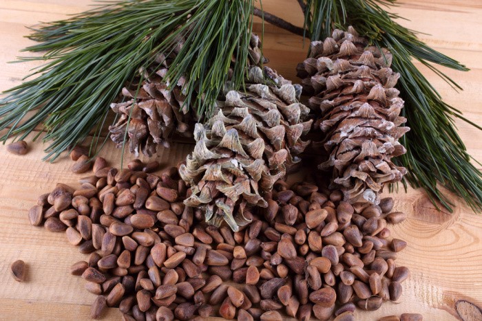 Pine Nuts Cedar