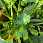How to Store Zucchini From the Garden