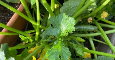 How to Store Zucchini From the Garden