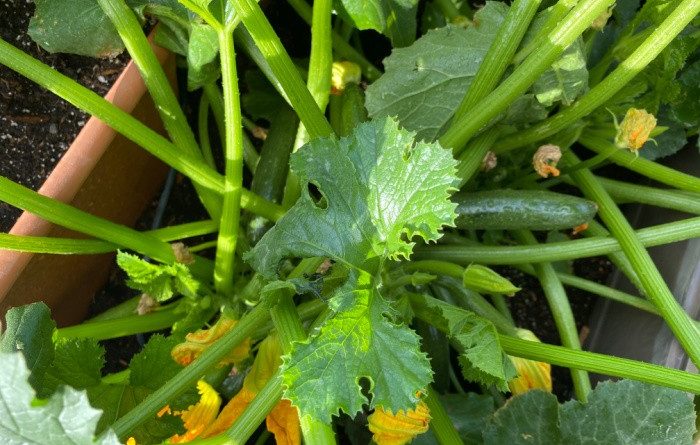 How to Store Zucchini From the Garden