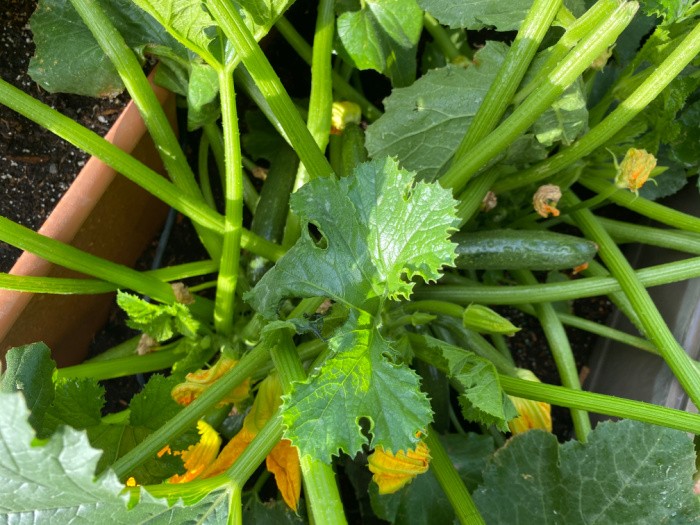 How to Store Zucchini From the Garden