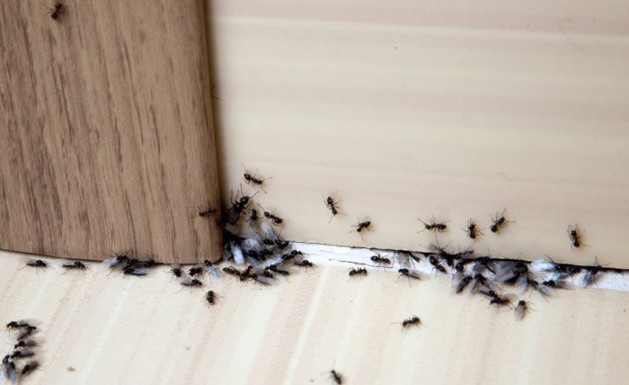 Getting Rid of Ants: Home Remedies