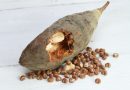 Baobab Fruit Pulp and Seeds