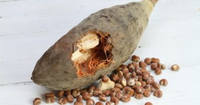 Baobab Fruit Pulp and Seeds