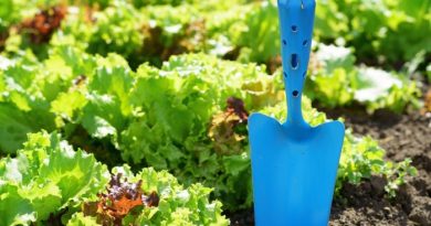 Blue Shovel and Lettuce