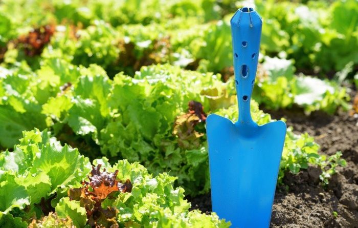 Blue Shovel and Lettuce