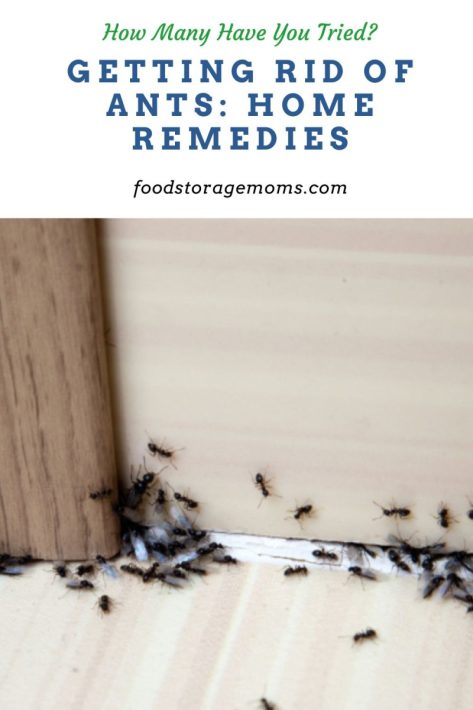 Getting Rid of Ants: Home Remedies