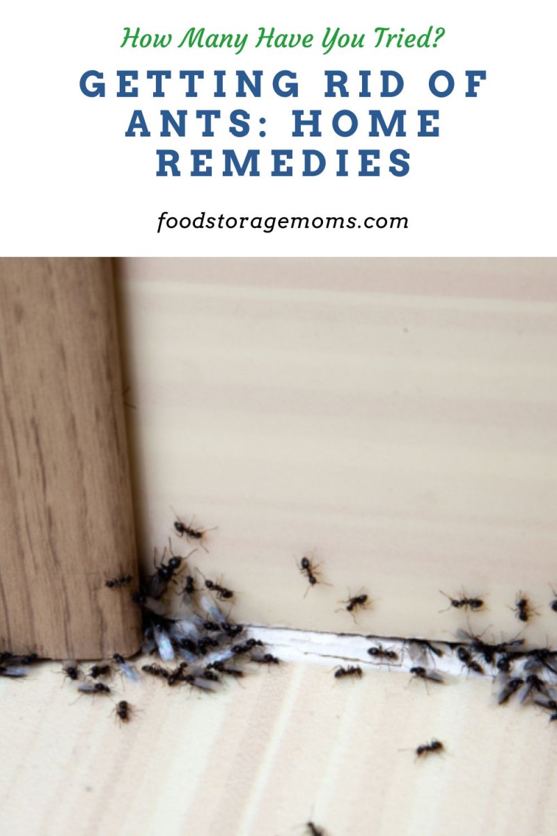Getting Rid of Ants Home Remedies Food Storage Moms