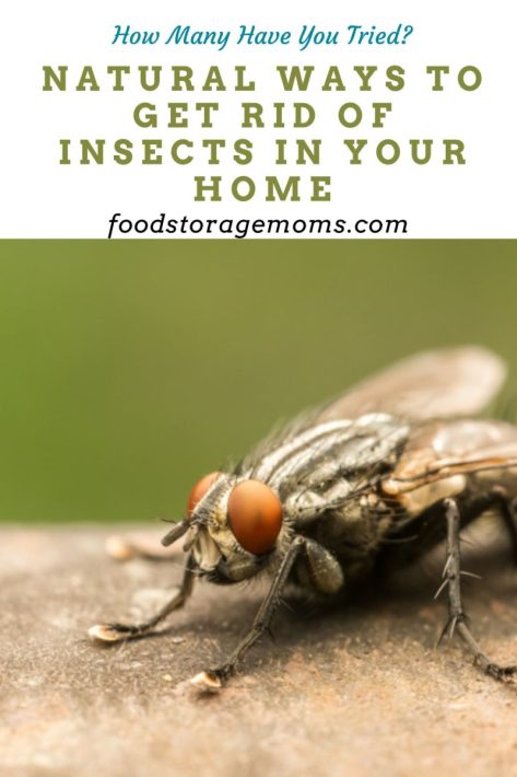 Natural Ways to Get Rid of Insects in Your Home