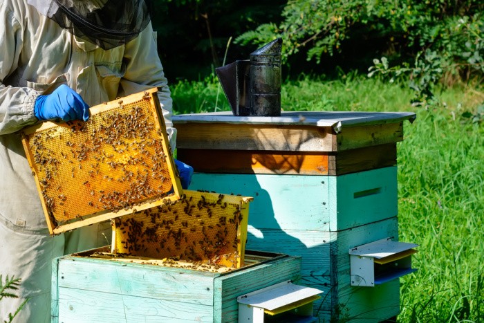 Beekeeper on Apiary