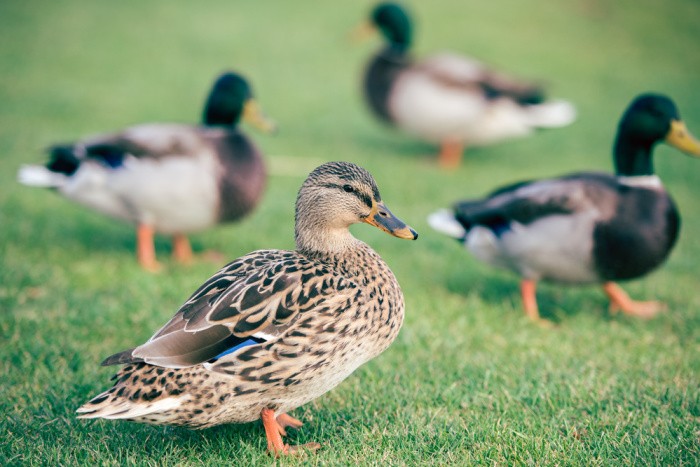 Domestic Ducks on Green Grass