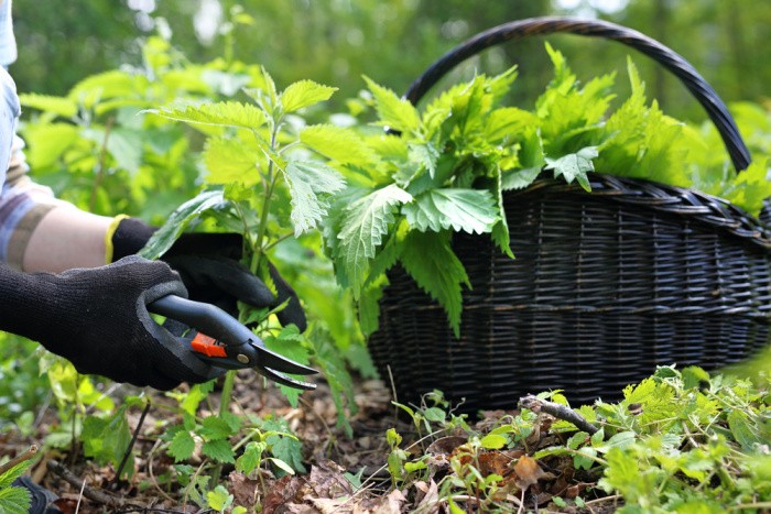 Nettle Tea Benefits & Uses