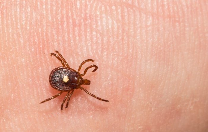 Lone Star Tick