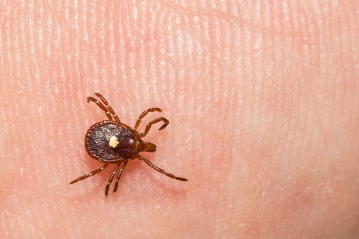 Ticks On Humans: What To Do