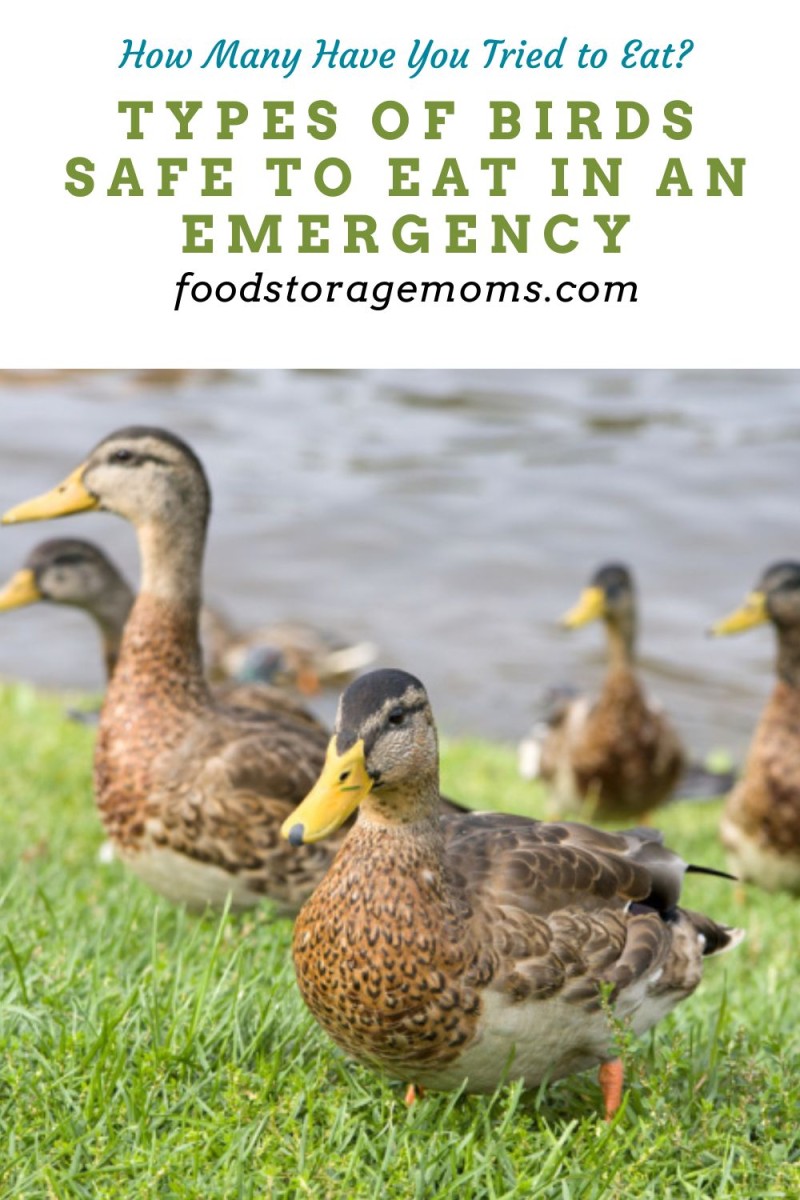 Types Of Birds Safe To Eat In An Emergency