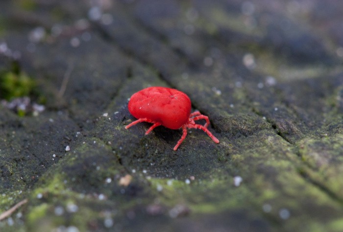 Chiggers or Berry Bug or Red Mite