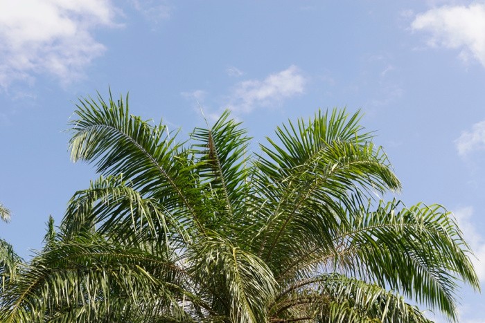 Coconut Palm Tree Blue Sky