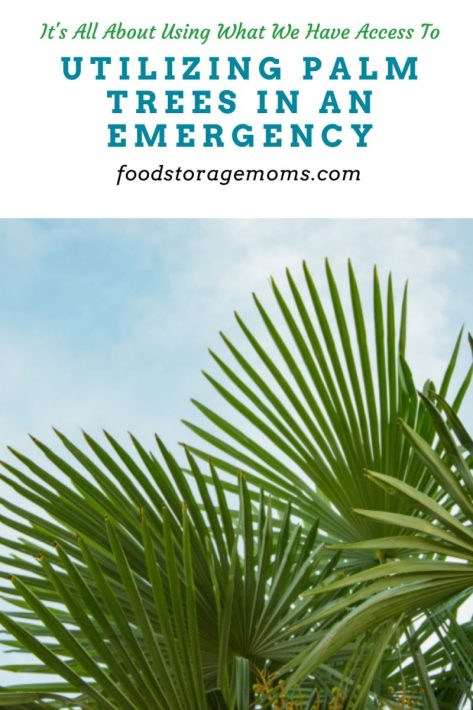 Utilizing Palm Trees in an Emergency