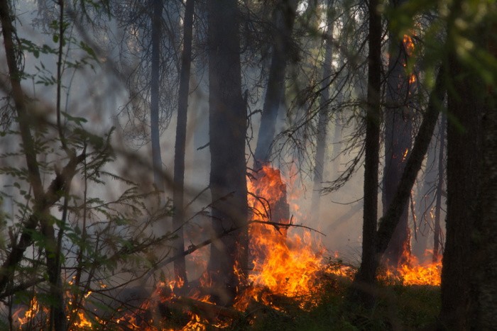 Wildfires Trees Burning in a Forest