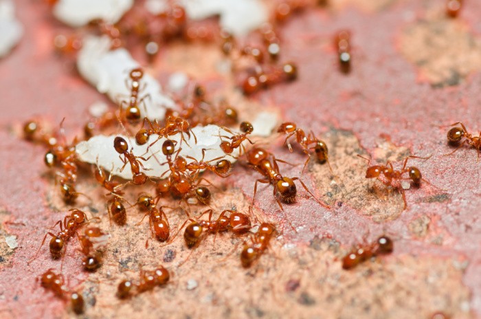 Why You Should Be Careful Around Fire Ants