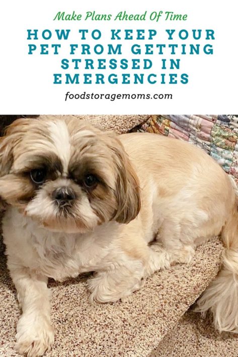 How to Keep Your Pet From Getting Stressed in Emergencies