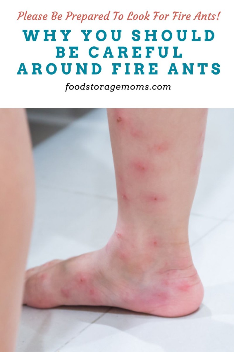 Why You Should Be Careful Around Fire Ants Food Storage Moms