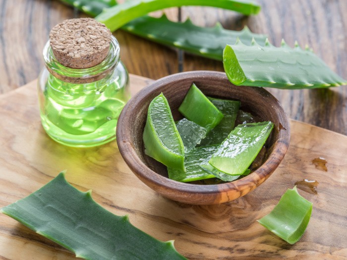 Aloe Vera Plants