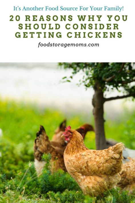 20 Reasons Why You Should Consider Getting Chickens
