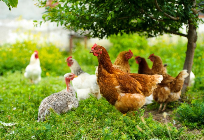 20 Reasons Why You Should Consider Getting Chickens