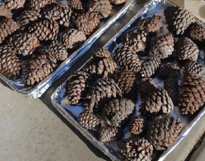 Pinecones on Trays