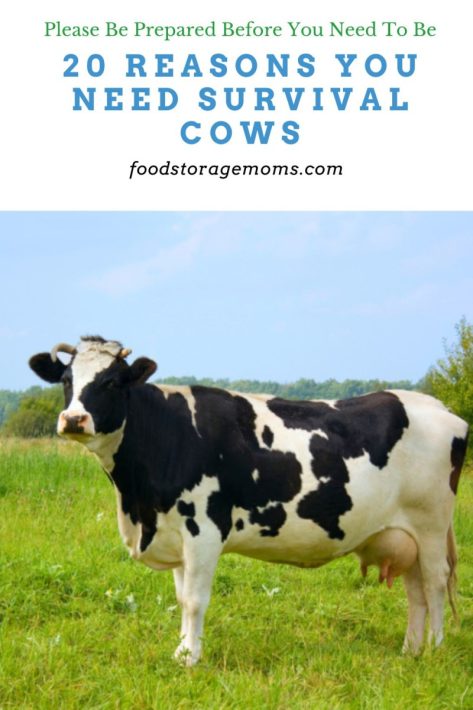 20 Reasons You Need Survival Cows