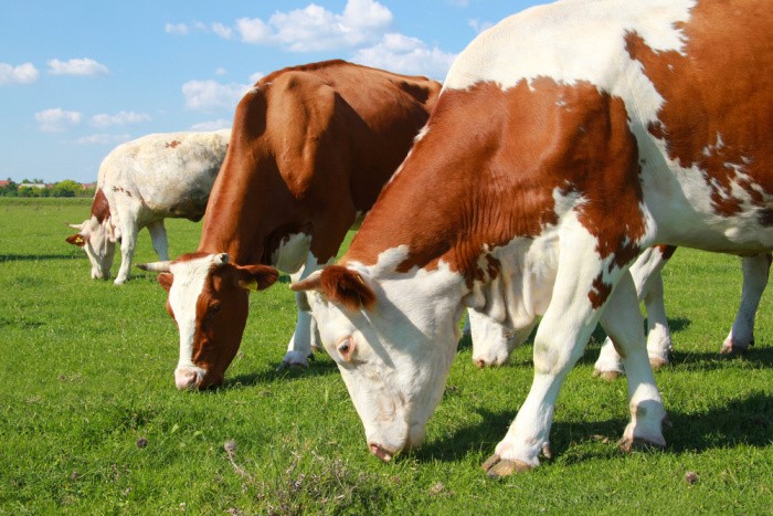 Cows Grazing In Pasture