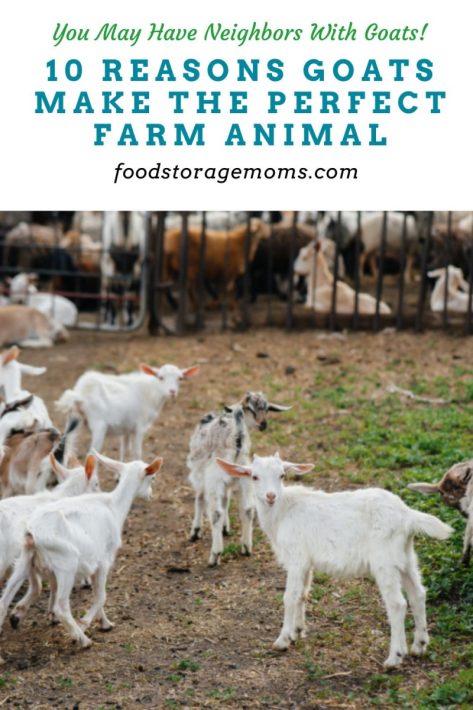 10 Reasons Goats Make the Perfect Farm Animal