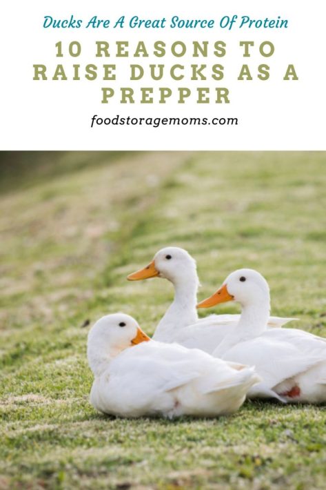 10 Reasons to Raise Ducks as a Prepper
